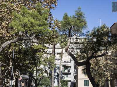 Con palme e pini cresciuti a dismisura superando in altezza le palazzine di pochi piani(foto di Gennaro Gargiulo)